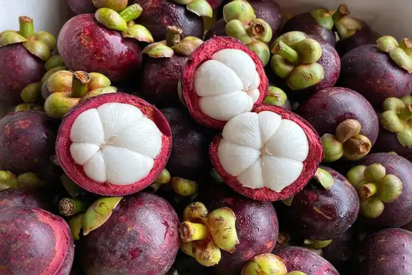 How to Choose the Best Mangosteen Extract Powder Supplier